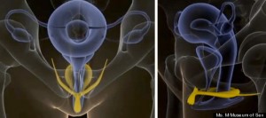 clitoris