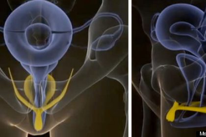 clitoris