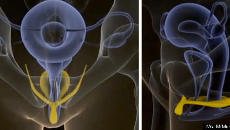 clitoris